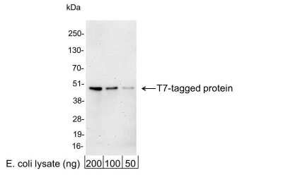 Western Blot: T7 Epitope Tag Antibody [HRP] [NB600-394] - 200, 100, or 50 ng of E. coli whole cell lysate expressing a multi-tag fusion protein. Antibody used at 0.2 ug/ml (1:5,000).